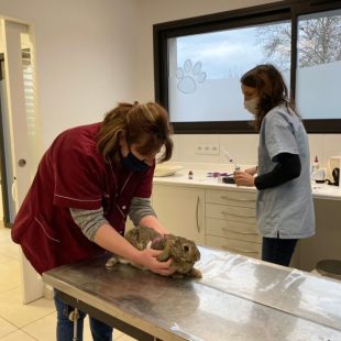 Contrôle vétérinaire pour les lapins