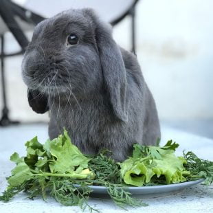 Baloo et sa gamelle de verdure