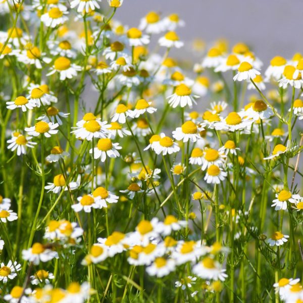 Fleurs de camomille pour lapins