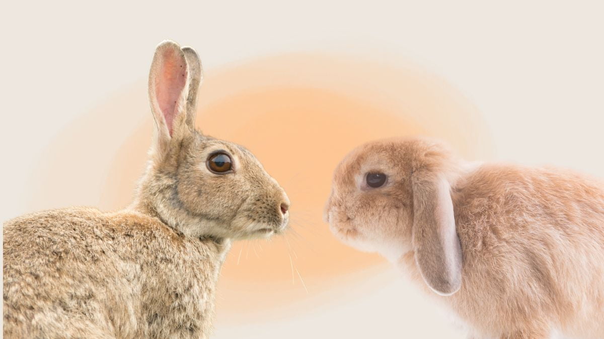 Les hypertypes chez le lapin