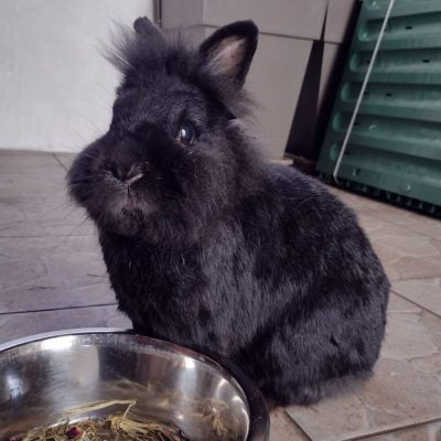 Cookie, (Clara)