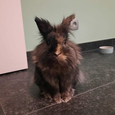Cookie, (Noemie)