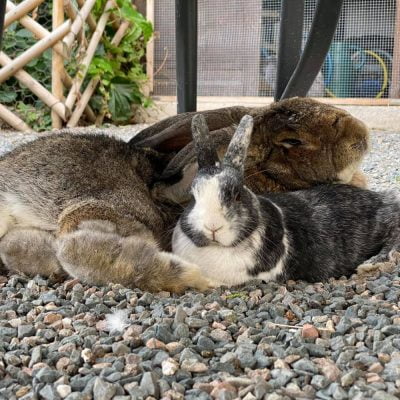 Napoléon, le géant des flandres et Iris, lapine naine