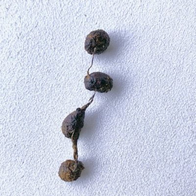 Crottes reliées entre elles par des poils