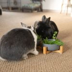 Duo d'écuelles pour lapins