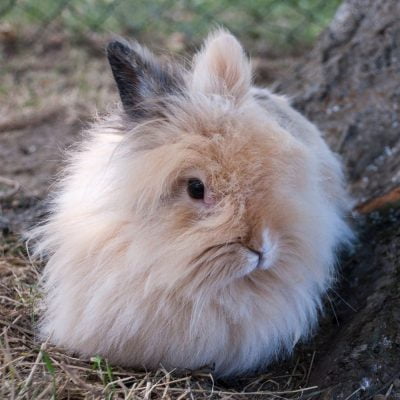 Lapin nain angora
