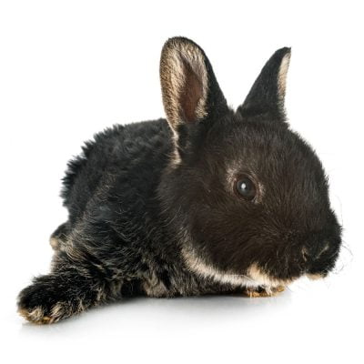 Lapin nain rex