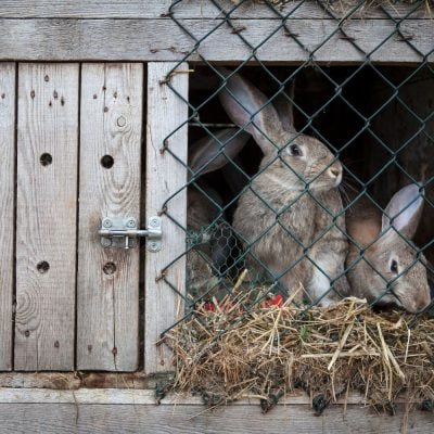 Lapins enfermés dans un clapier