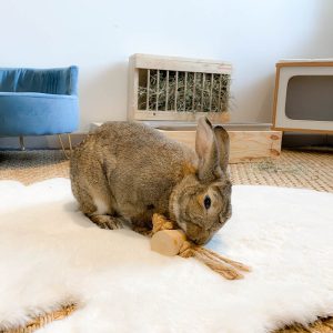Le bouchon, jouet pour lapins