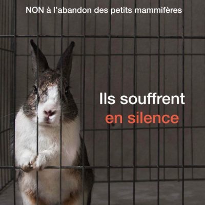 Le lapin, l'un des animaux le plus abandonné