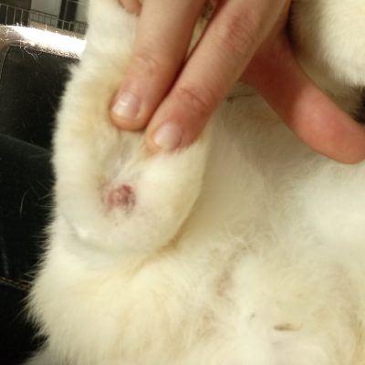 Pododermatite sur les pattes arrières d'un lapin