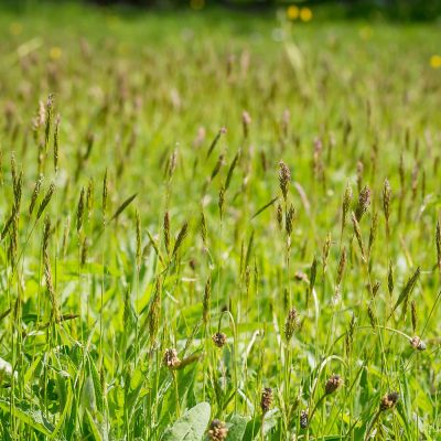 Prairie variée