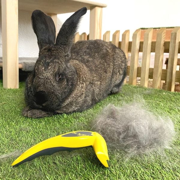 Sway, après le brossage avec la brosse Foolee