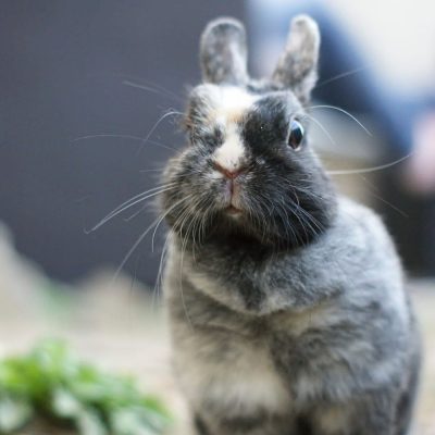 Zellie lapin nain