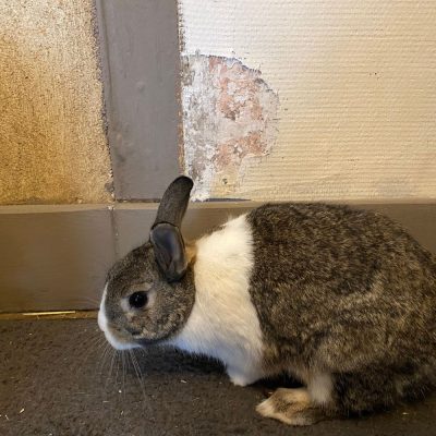 Dégâts occasionnés par un lapin