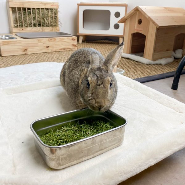 Cerfeuil, friandises déshydratée pour les lapins