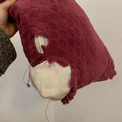 Dégâts occasionnés par un lapin