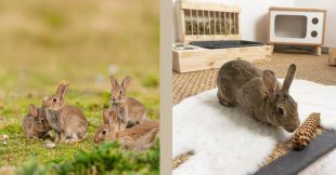 Lapins sauvages VS Lapin domestique