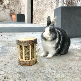 Râtelier à foin pour lapins