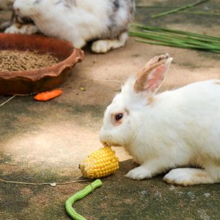 Alimentation non adaptee aux lapins