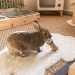 Hochet, jouet en bois pour lapin