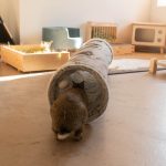 Tunnel Iglie pour lapins