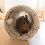 Tunnel Iglie pour lapins