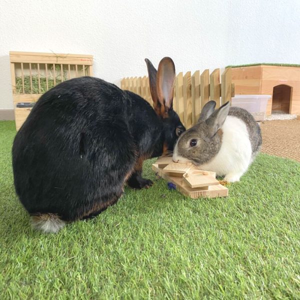 Attrape-moi si tu peux ! Jouet en bois pour lapin