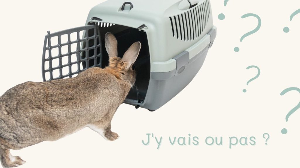 Caisse de transport pour lapin