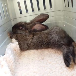 Sway, bébé dans sa caisse de transport pour lapin