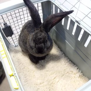 Sway dans une caisse de transport pour lapin