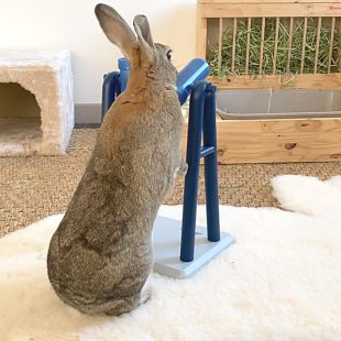 Twister, jeu d'intelligence pour lapin