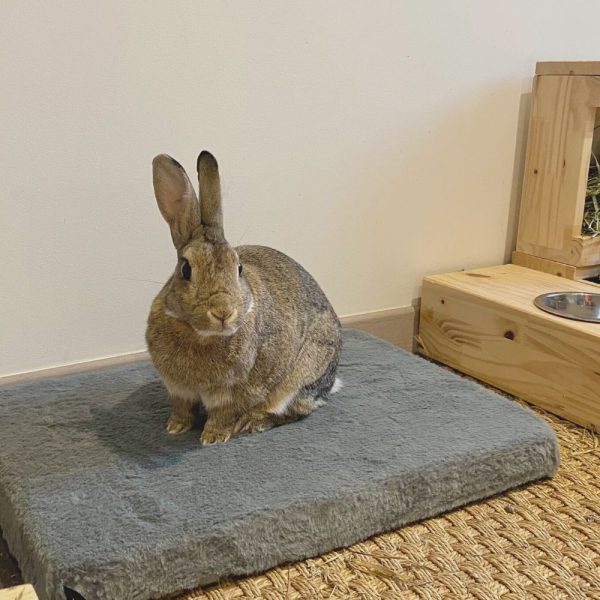 Matelas mémoire de forme pour lapin