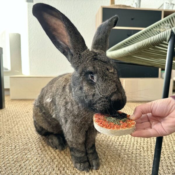 Toast, friandise gourmande pour lapin