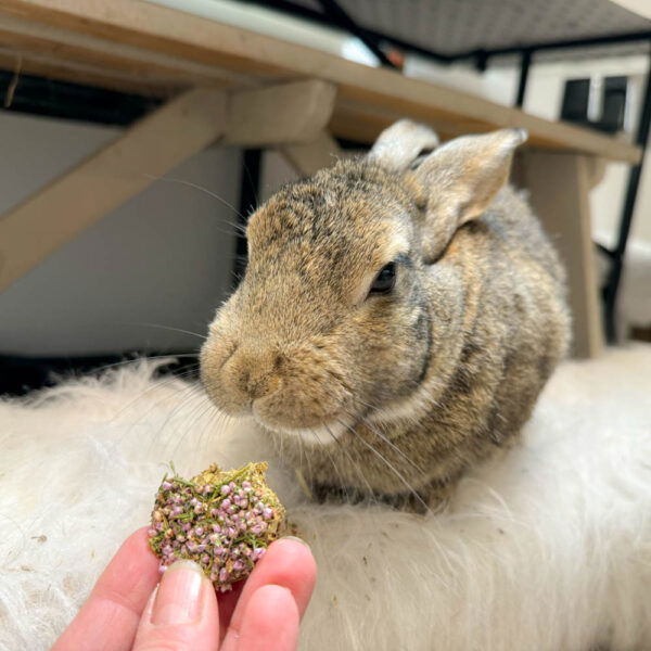 Gaufrette foin, banane et bruyère pour les lapins