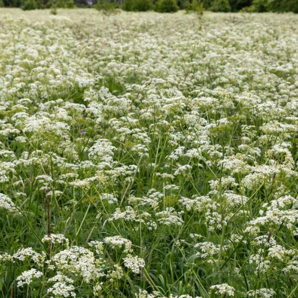 Achillée millefeuille issue de l'agriculture biologique, friandise naturelle pour les lapins