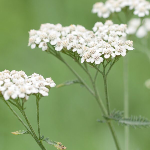 Achillée millefeuille issue de l'agriculture biologique, friandise naturelle pour les lapins