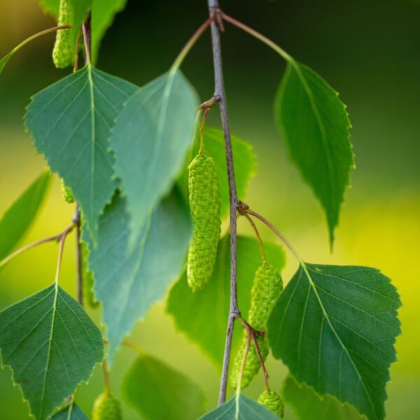 Feuilles de bouleau issues de l'agriculture biologique, friandise naturelle pour les lapins