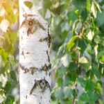 Feuilles de bouleau, friandise naturelle pour les lapins