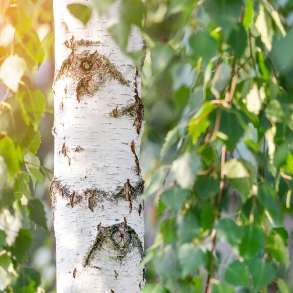 Feuilles de bouleau issues de l'agriculture biologique, friandise naturelle pour les lapins