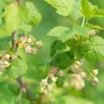 Feuilles de cassis issues de l'agriculture biologique, friandise naturelle pour les lapins