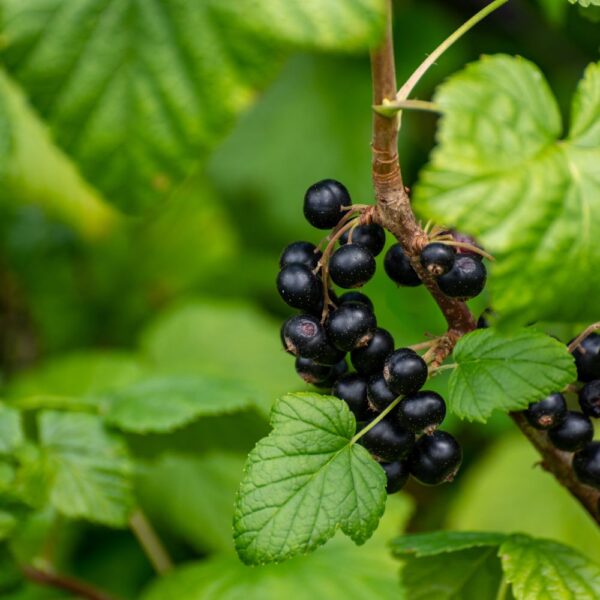 Feuilles de cassis issues de l'agriculture biologique, friandise naturelle pour les lapins