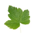 Feuilles de cassis issues de l'agriculture biologique, friandise naturelle pour les lapins