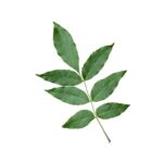 Feuilles de frêne issues de l'agriculture biologique, friandise naturelle pour les lapins
