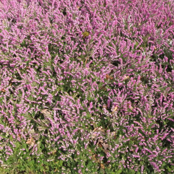 Achillée millefeuille issue de l'agriculture biologique, friandise naturelle pour les lapins