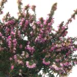 Achillée millefeuille issue de l'agriculture biologique, friandise naturelle pour les lapins