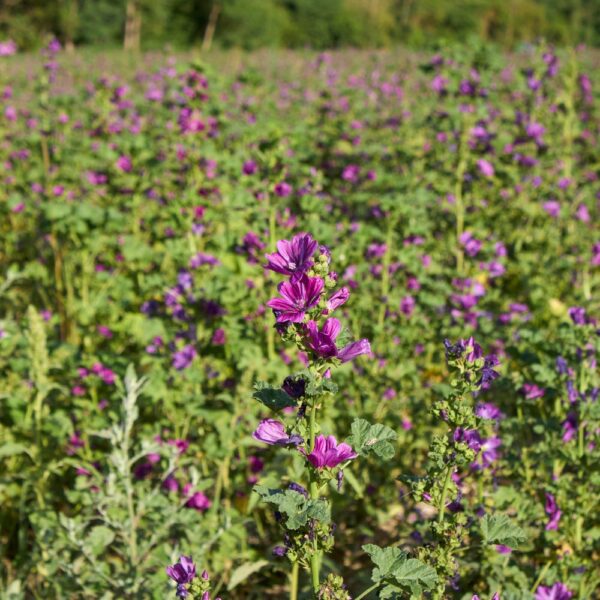 Mauve, sommités fleuries issues de l'agriculture biologique, friandise naturelle pour lapins