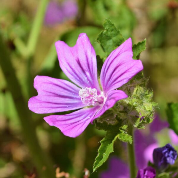 Mauve, sommités fleuries issues de l'agriculture biologique, friandise naturelle pour lapins