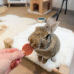 Palets Banane-fraise, friandises pour lapin