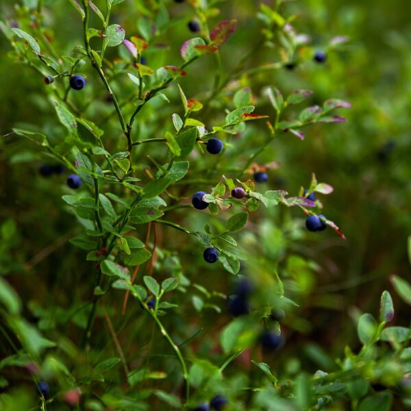 Feuilles de myrtille issues de l'agriculture biologique, friandise naturelle pour lapins